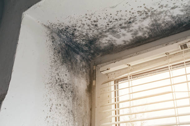 Affordable Mold Removal solutions in Allensville, PA